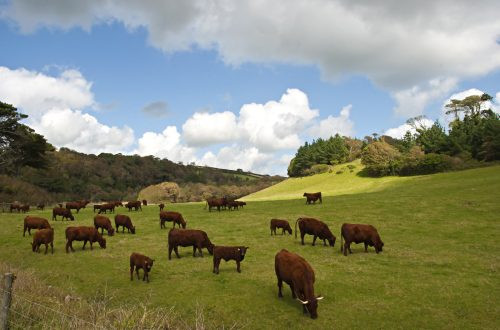 boeuf de salers