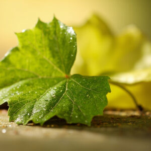 La feuille de vigne dévoile ses secrets culinaires